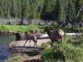 A fawn is startled.jpg
